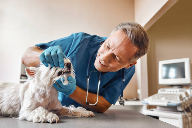 Best After-Hours Dental Trauma Care in Vcennes, IN